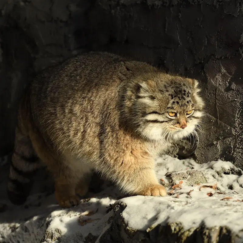 Фотография Груши в Зоопарке Асахияма