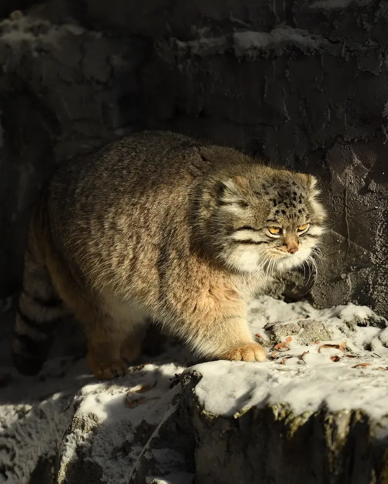 Фотография Груши в Зоопарке Асахияма