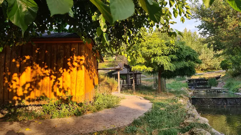 Фотография с манулом