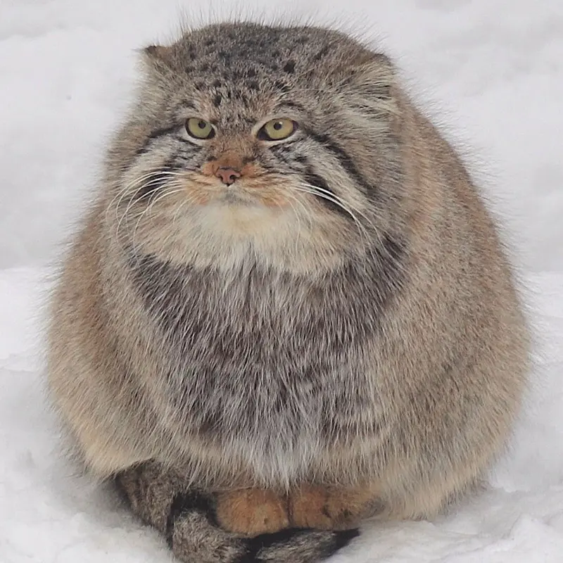 Фотография Евчика 2024 Г.р. Ⅱ в Новосибирском Зоопарке