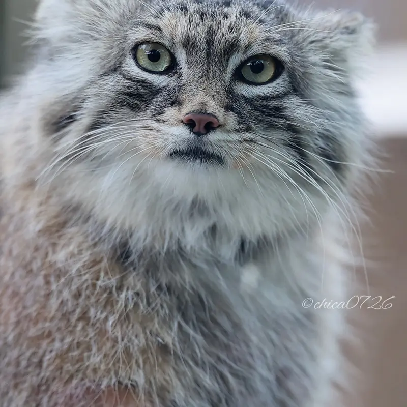 Фотография Оливы в Детском зоопарке Сайтама