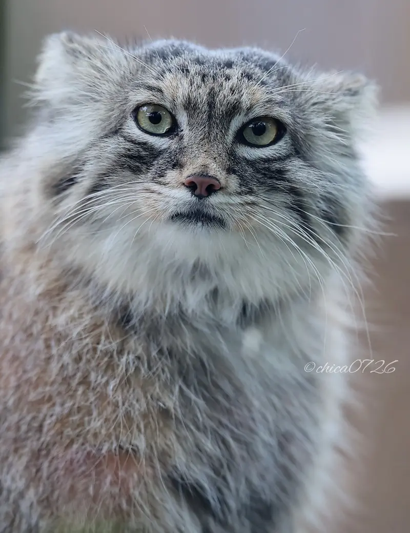 Фотография Оливы в Детском зоопарке Сайтама