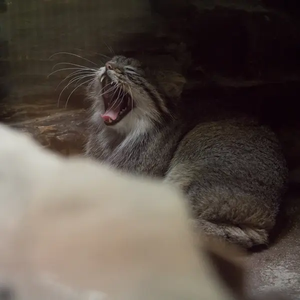 Фотография Фиги в Зоопарке Уено