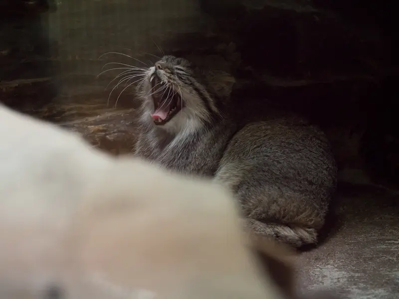 Фотография Фиги в Зоопарке Уено