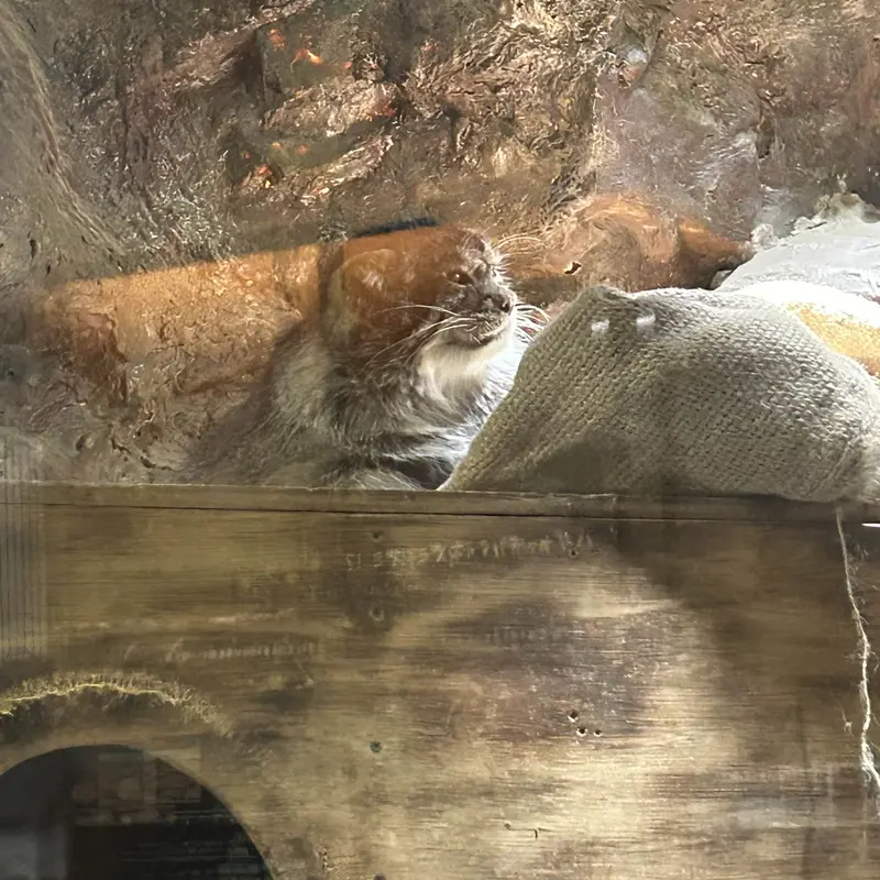 Фотография Примулы в Зоопарке Уено