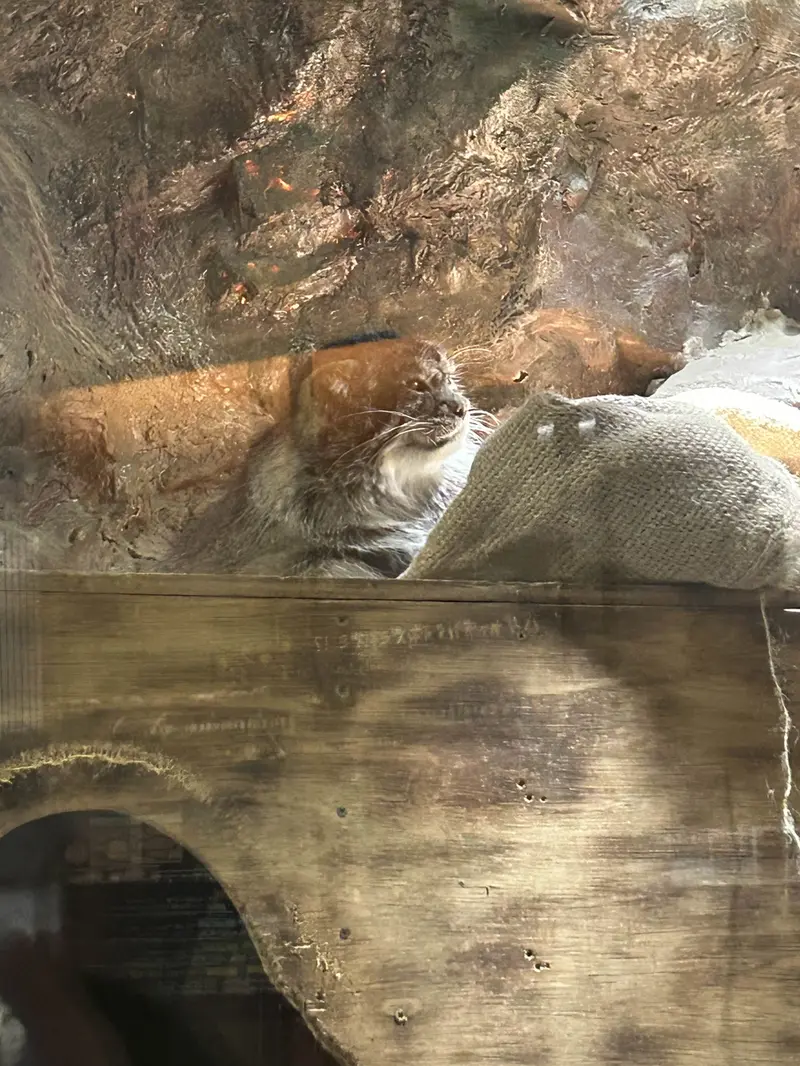 Фотография Примулы в Зоопарке Уено