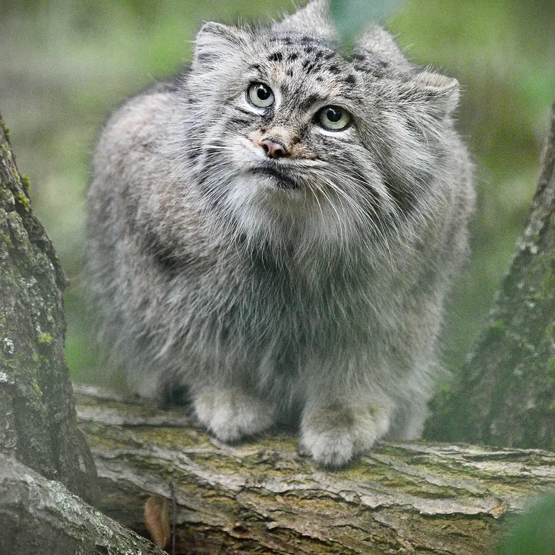 Фотография Манеки-Неко в Берлинском Зоопарке