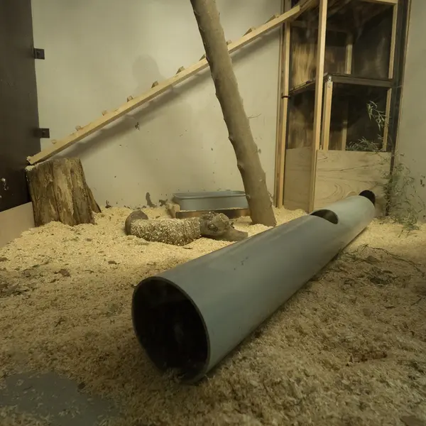 Фотография с манулом в Зоопарке Ногеяме