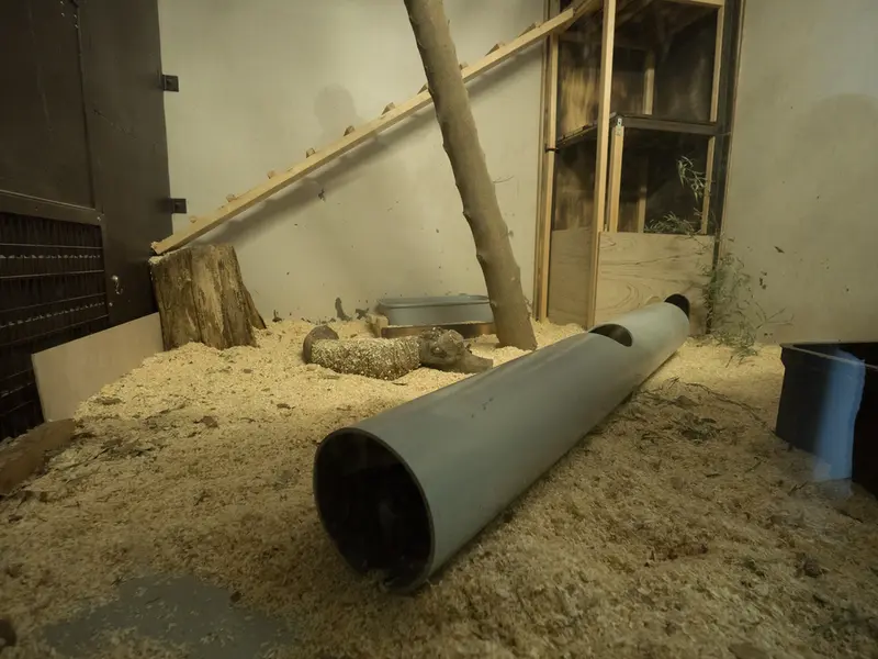 Фотография с манулом в Зоопарке Ногеяме