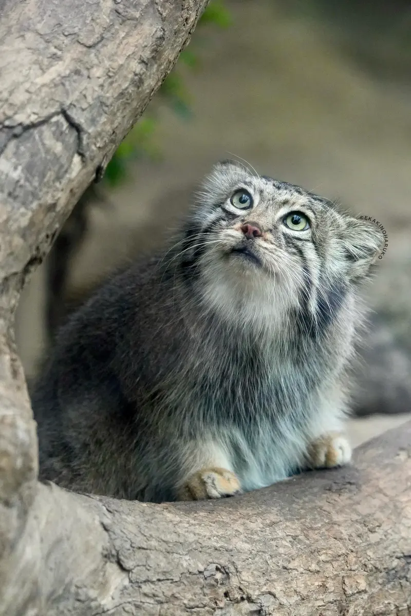 Фотография Аз в Царстве Животных Кобе