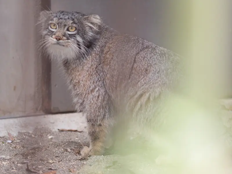 Фотография Фиги в Зоопарке Ногеяме