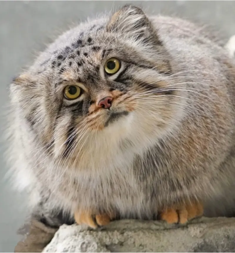 Фотография с манулом