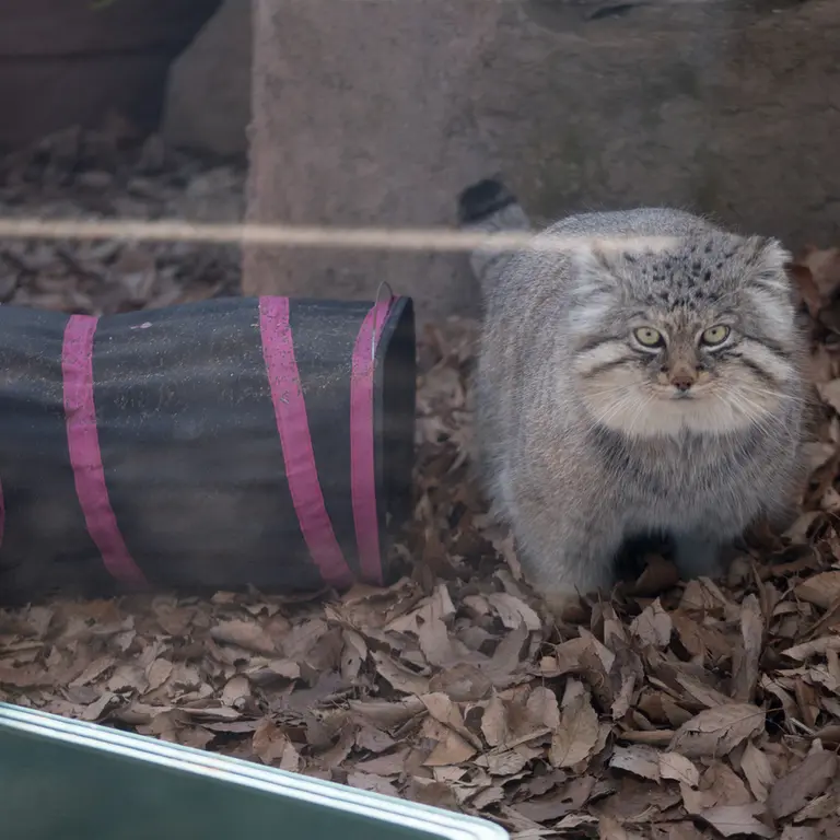 Фотография Лотоса в Детском зоопарке Сайтама