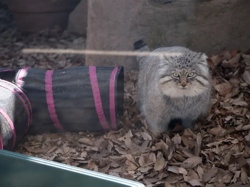 Фотография Лотоса в Детском зоопарке Сайтама