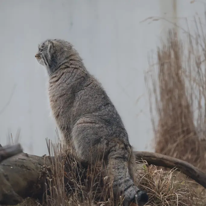 Фотография Аркаса в Зоопарке Коркеасаари