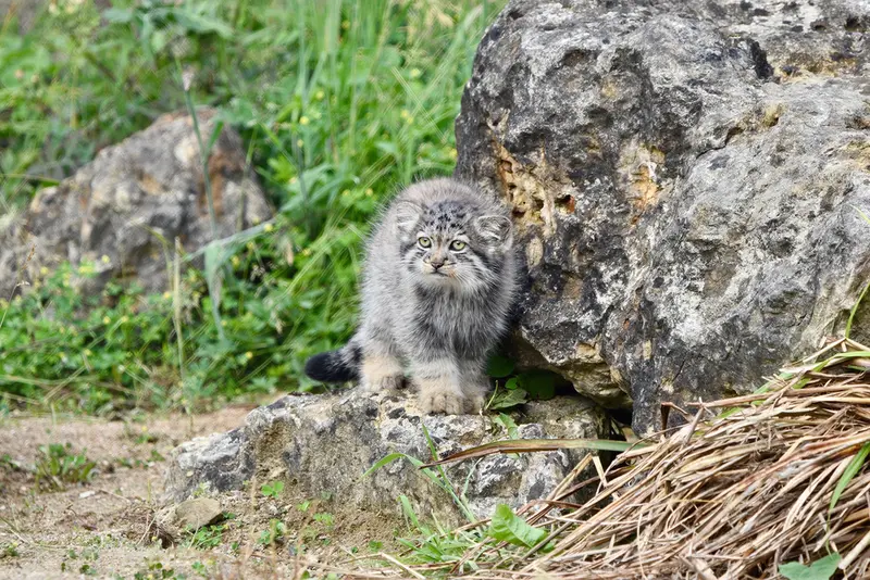 Фотография с манулом в Парке диких животных Порт-Лимпн