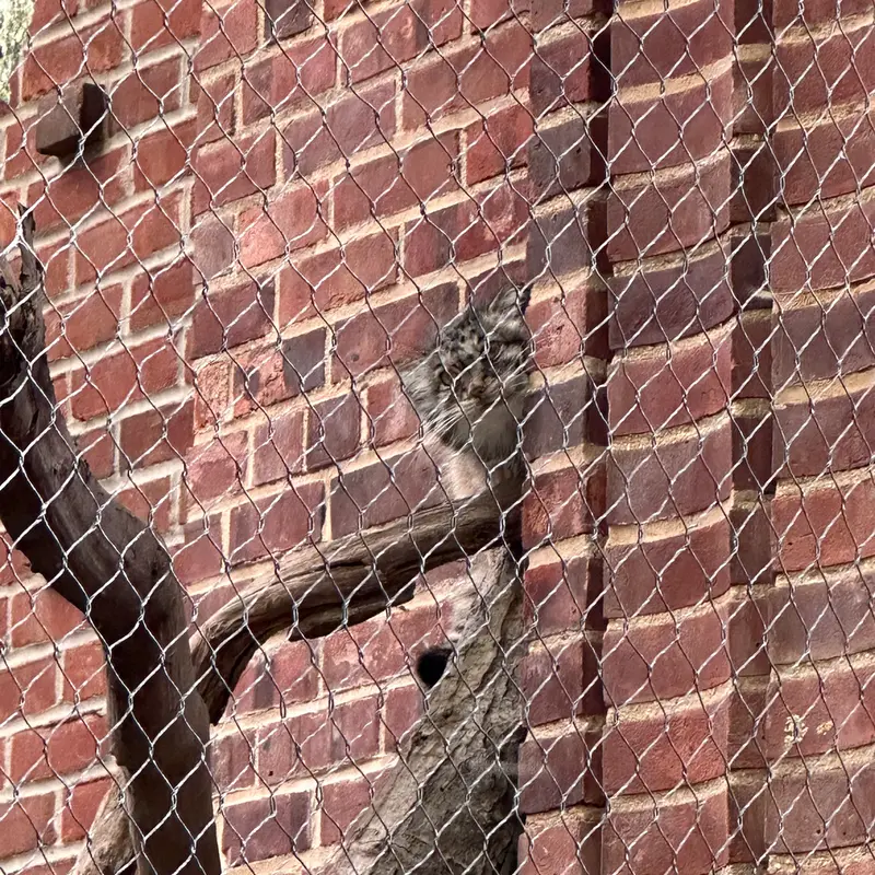 Фотография с манулом в Зоопарке Проспект-парка