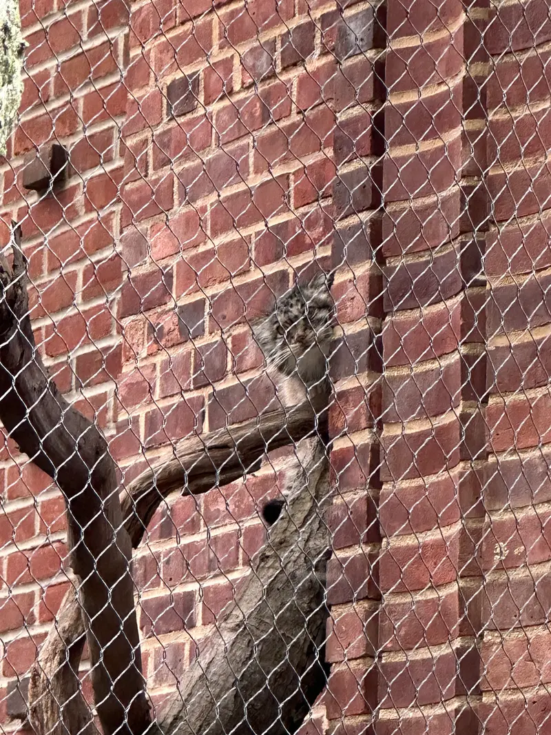 Фотография с манулом в Зоопарке Проспект-парка