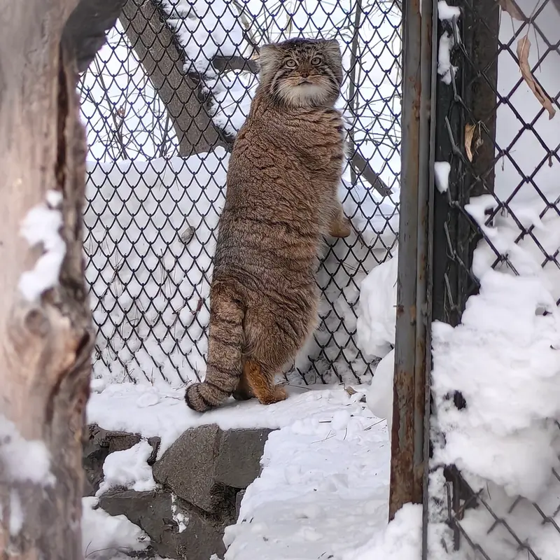 Фотография Ачи в Новосибирском Зоопарке