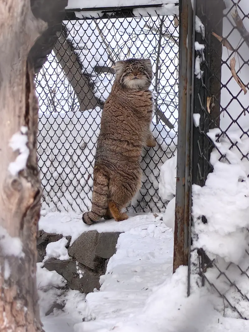 Фотография Ачи в Новосибирском Зоопарке