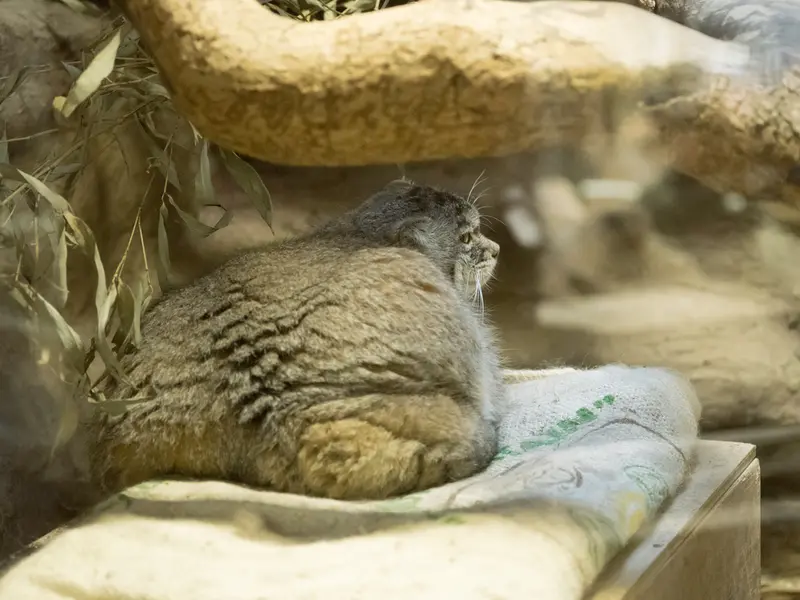 Фотография Примулы в Зоопарке Уено