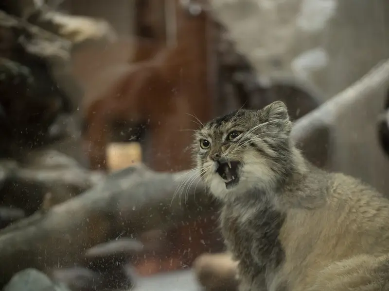 Фотография Примулы в Зоопарке Уено