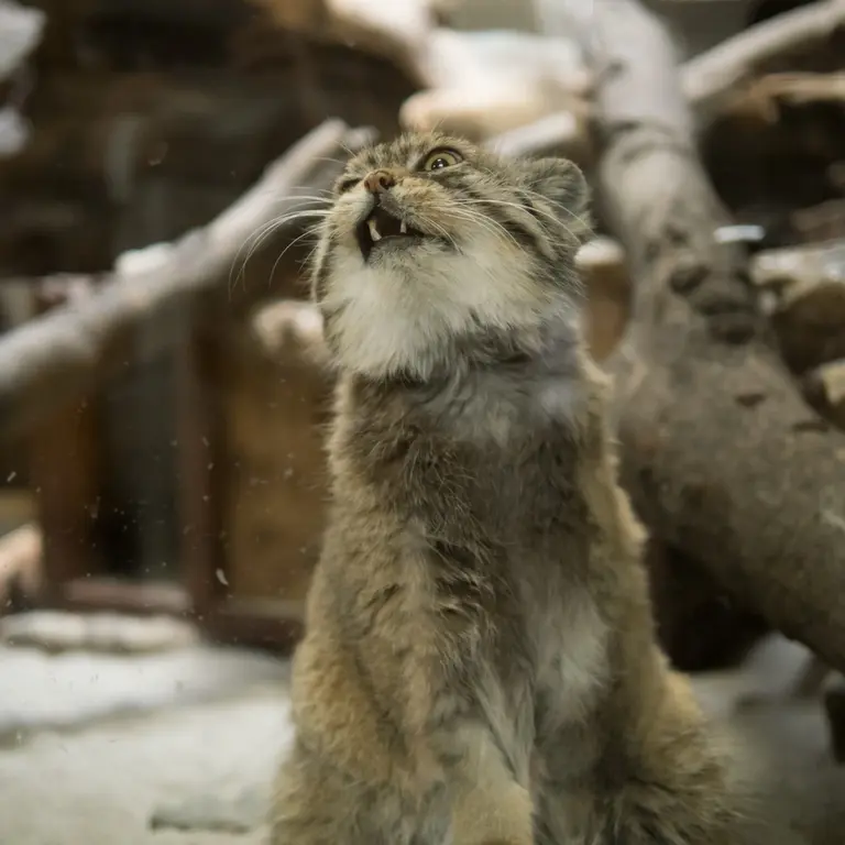 Фотография Примулы в Зоопарке Уено