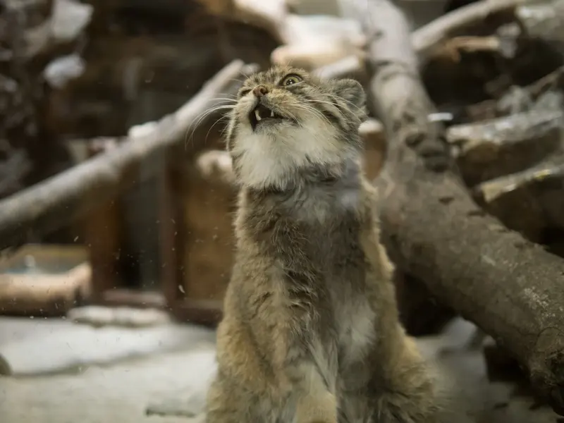 Фотография Примулы в Зоопарке Уено