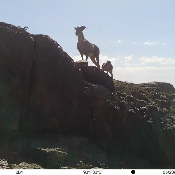 Фотография Аргали с фотоловушки Актас-Кункора