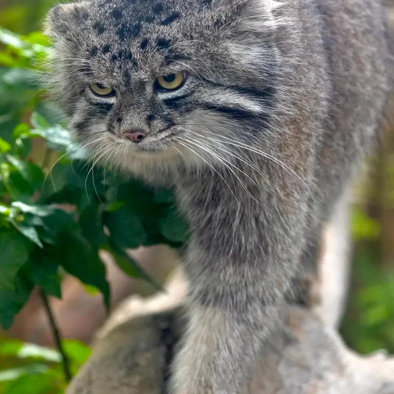 Фотография Нара в Царстве Животных Кобе