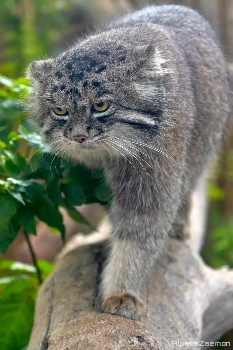 Фотография Нара в Царстве Животных Кобе