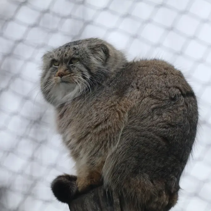Фотография Аркаса в Зоопарке Коркеасаари
