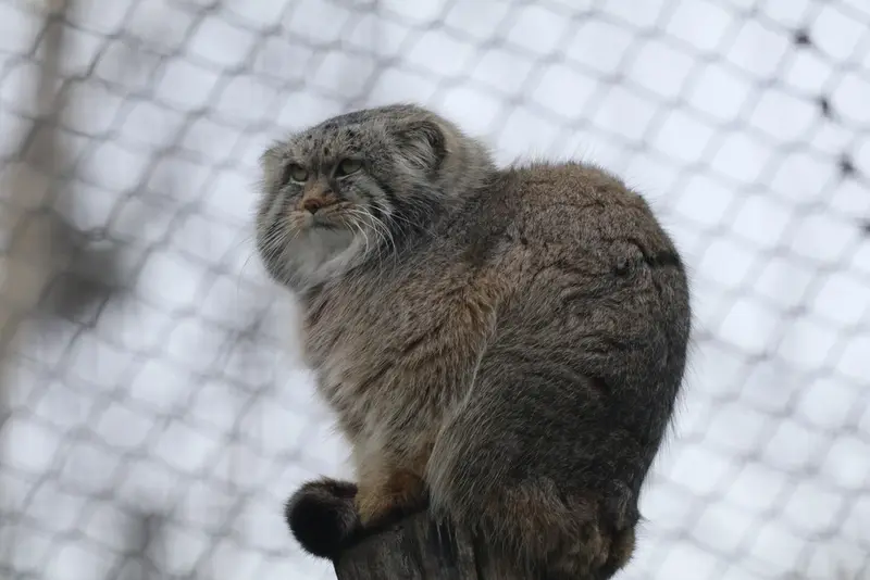 Фотография Аркаса в Зоопарке Коркеасаари