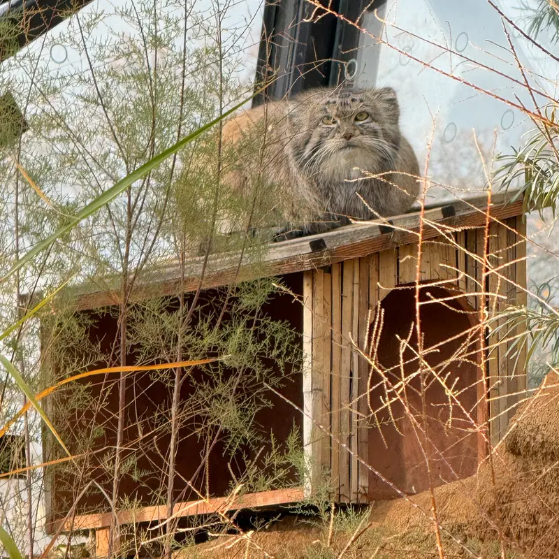 Фотография Спая в Пражском Зоопарке