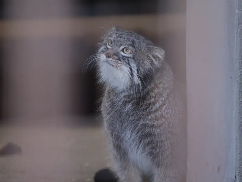 Фотография Фиги в Зоопарке Ногеяме