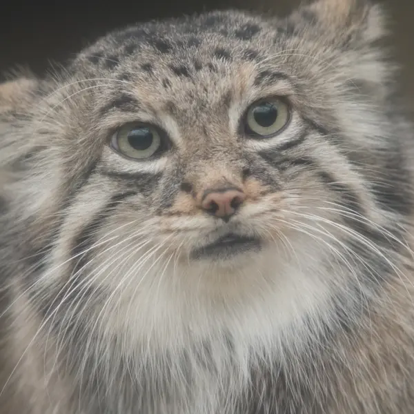 Фотография Аз в Царстве Животных Кобе