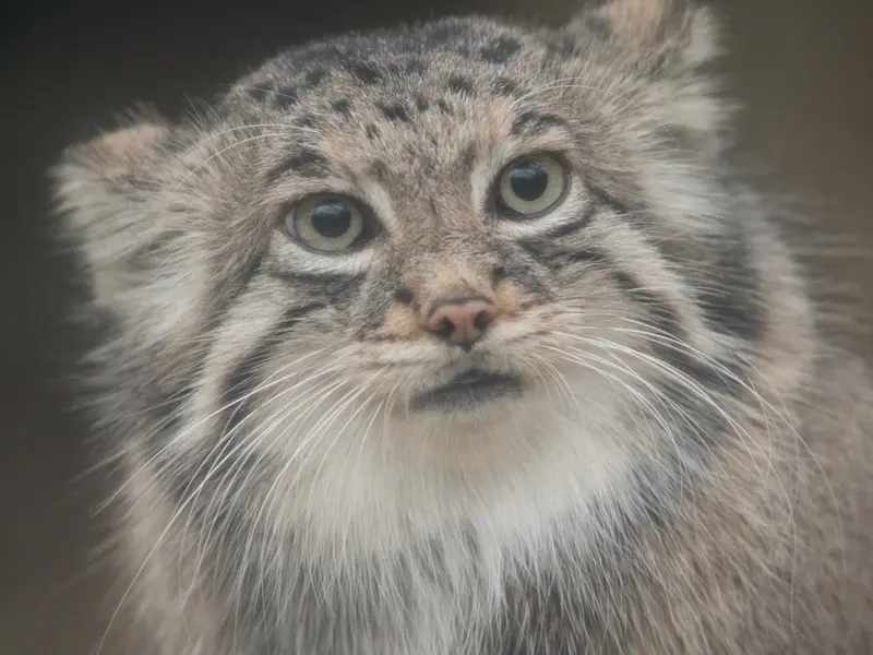 Фотография Аз в Царстве Животных Кобе