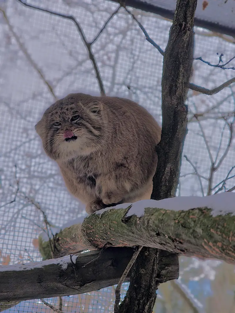 Фотография Музтау в Зоопарке Брно