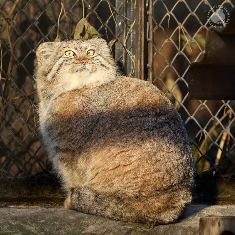 Фотография Снежаны в Новосибирском Зоопарке