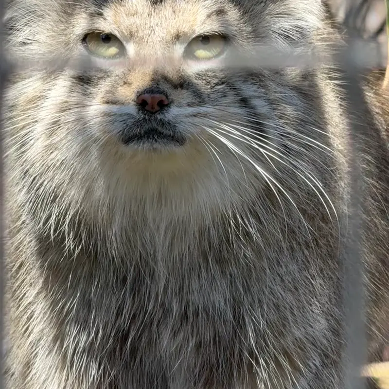 Фотография Себы в Смитсоновском Национальном Зоопарке