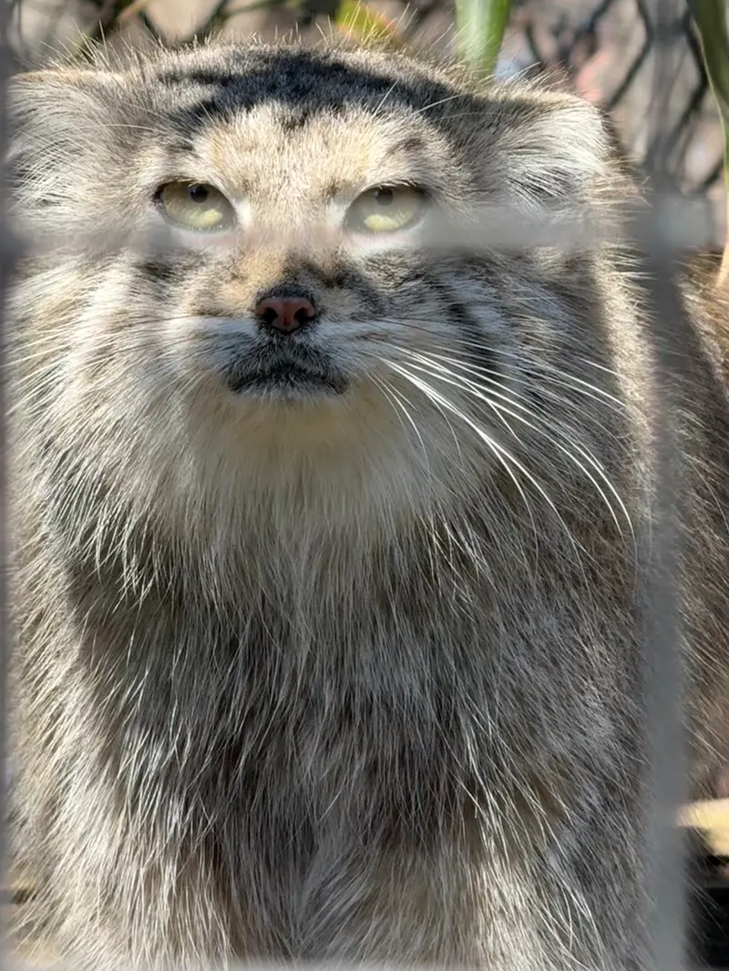 Фотография Себы в Смитсоновском Национальном Зоопарке