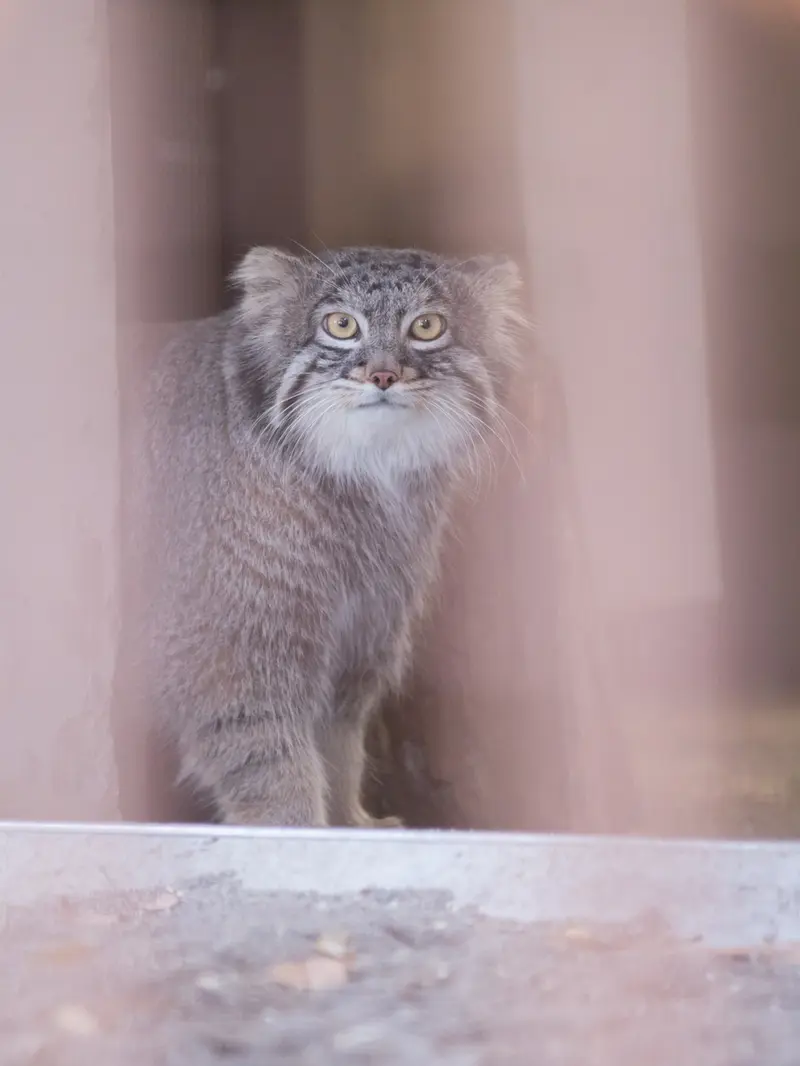 Фотография Фиги в Зоопарке Ногеяме