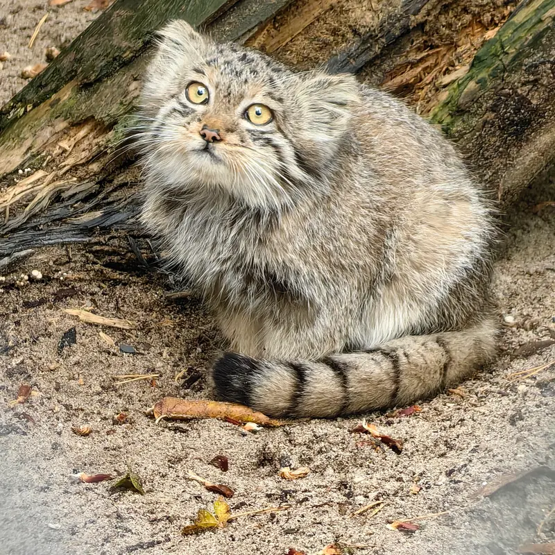 Фотография Берели в Новосибирском Зоопарке
