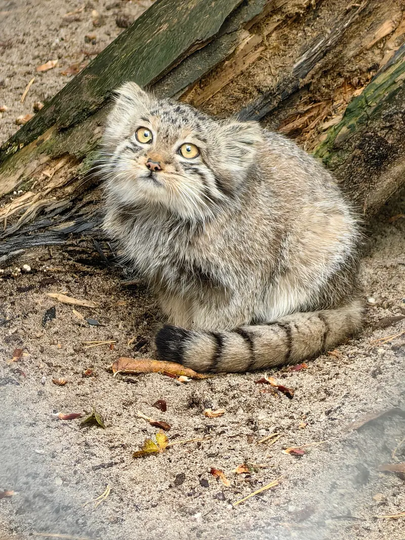 Фотография Берели в Новосибирском Зоопарке