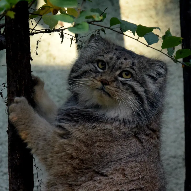 Фотография Бохуша в Будапештском Зоопарке