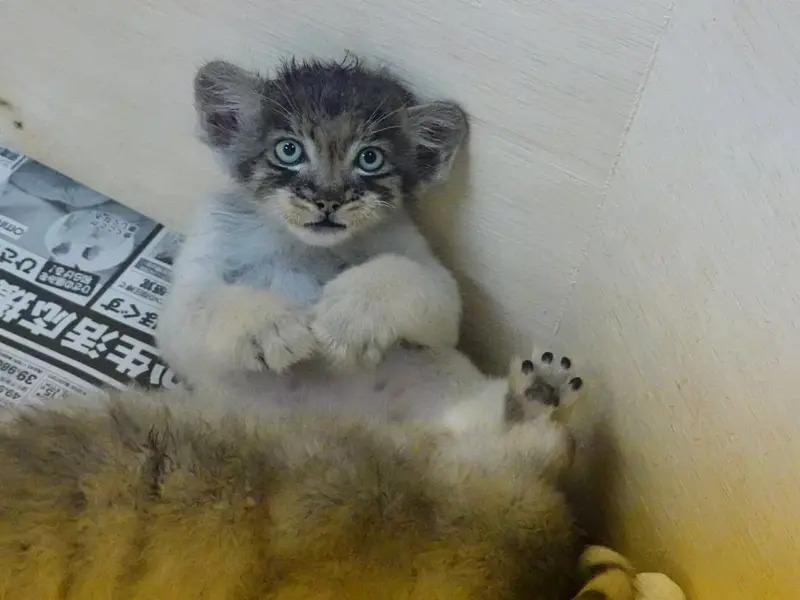 Фотография с манулом