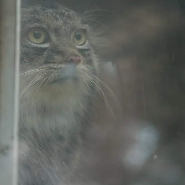 Фотография Нара в Царстве Животных Кобе