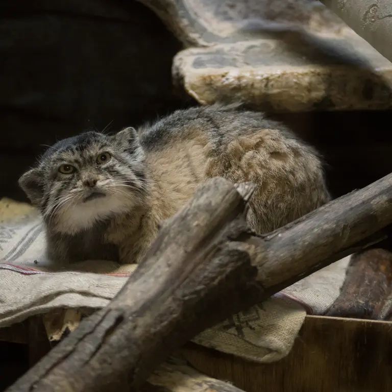 Фотография Примулы в Зоопарке Уено