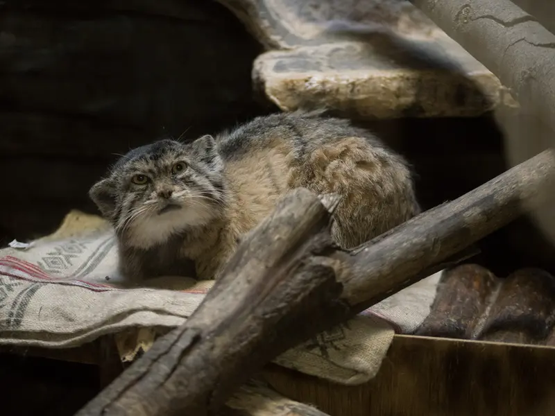 Фотография Примулы в Зоопарке Уено