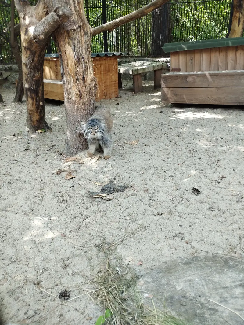 Фотография с манулом в Новосибирском Зоопарке